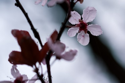 白花照片